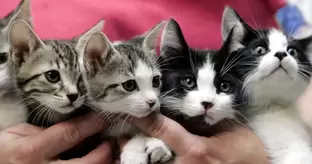 Image of five gray and white kittens being held