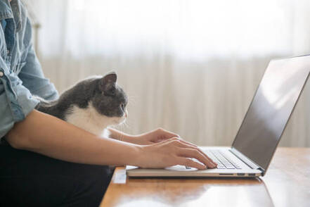 Image of a person typing on a computer with a gray cat in their lap